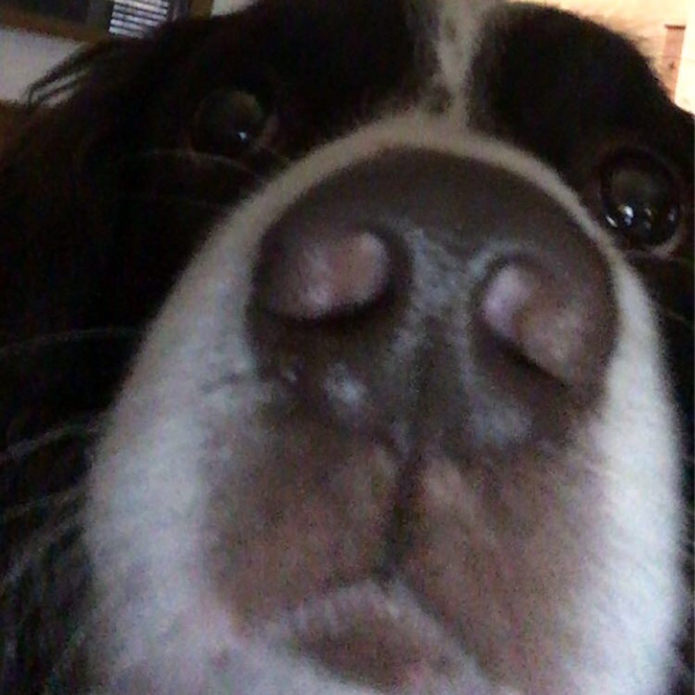 Meet your Posher, Brody